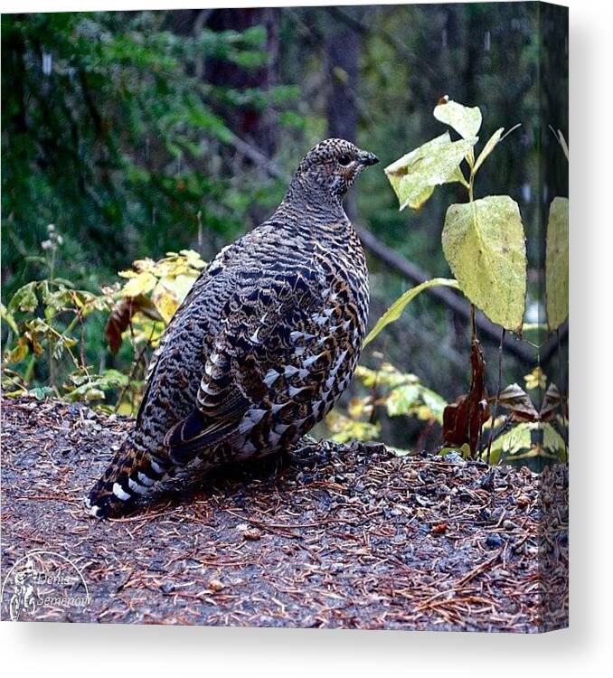 Exploring Canvas Print featuring the photograph Grey Hen. Found In #johnston_canyon by Denis Semenov