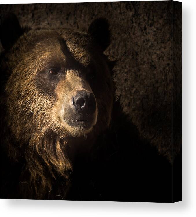 Animals Canvas Print featuring the photograph Grizzly 2 by Ernest Echols
