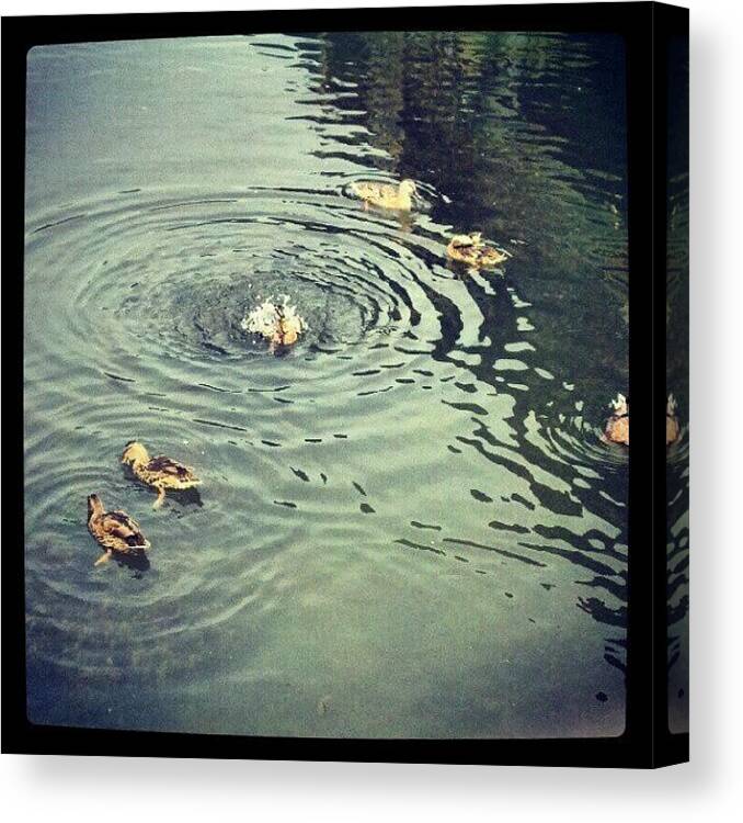 Ducks Canvas Print featuring the photograph Grooming Time by Angie Jones