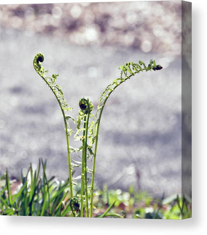 Fern Canvas Print featuring the photograph Growing by Kerri Farley
