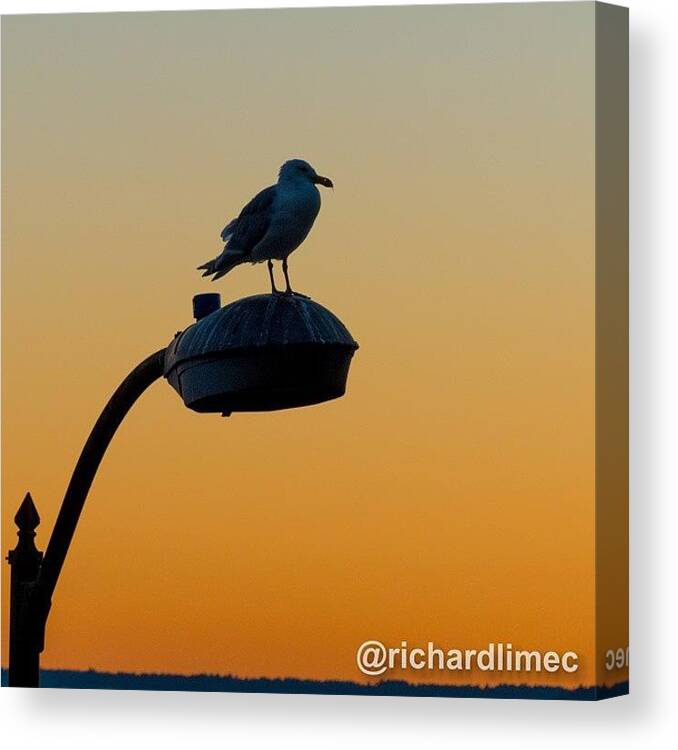 Evening Canvas Print featuring the photograph Guardian. #sunset #evening #seagull by Richard Lim