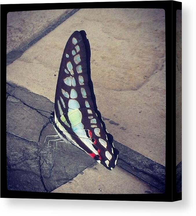  Canvas Print featuring the photograph Happiness Is A Butterfly, Which When by Mun yee Boey