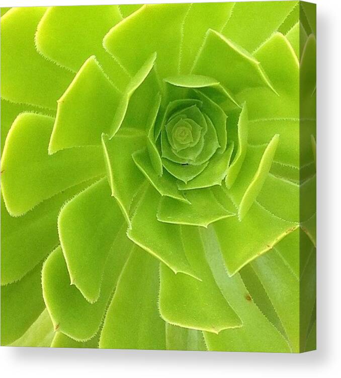 Labyrinth Canvas Print featuring the photograph Happiness Is A Walk In The Garden by J Lopez
