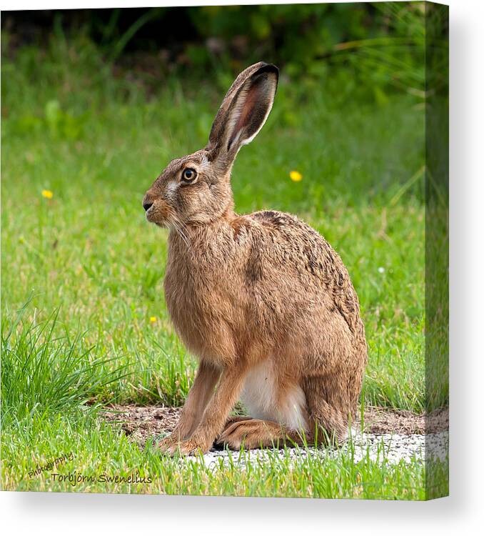 Hare Profile Canvas Print featuring the photograph Hare Profile by Torbjorn Swenelius