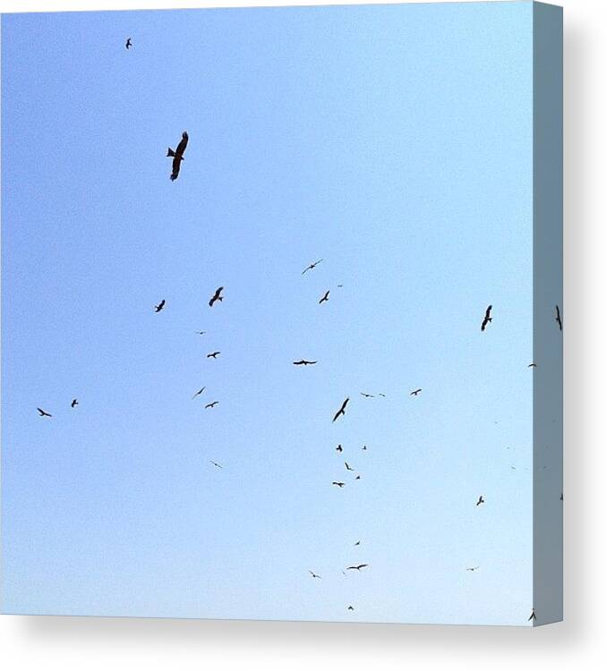Beautiful Canvas Print featuring the photograph #hawk#eagle #sky #sunshine #skyporn by Stealth One
