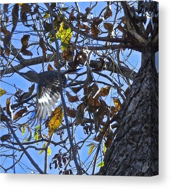 Woodpecker Canvas Print featuring the photograph He Looks So Happy Flying Through The by Allison Zapata