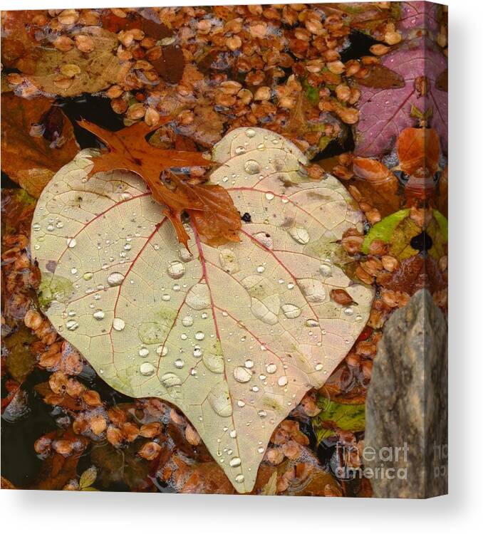 Nature Canvas Print featuring the photograph Heart Leaf by Anita Adams