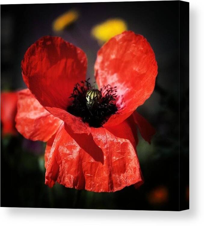 Summer Canvas Print featuring the photograph Heart Of A Poppy 
#poppy #flower by Bex Byrne 