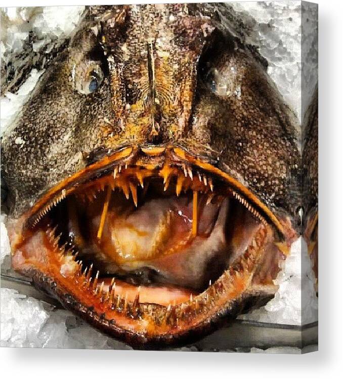 Scary Canvas Print featuring the photograph Here's Looking Atcha #fish #foods by Christopher M Moll