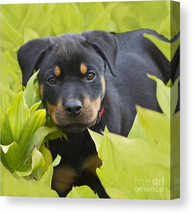Rottweiler;puppy;puppies Canvas Print featuring the photograph Hey here I am by Heiko Koehrer-Wagner