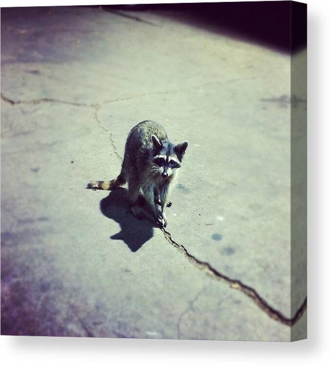 Raccoon Canvas Print featuring the photograph Hey Thar, Little Buddy! by C T