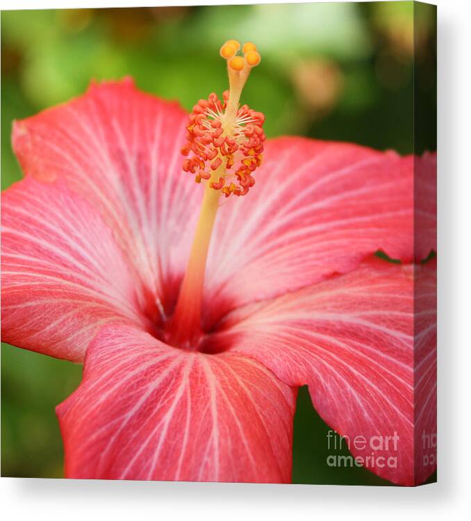 Hibiscus Canvas Print featuring the photograph Hibiscus - Square by Carol Groenen