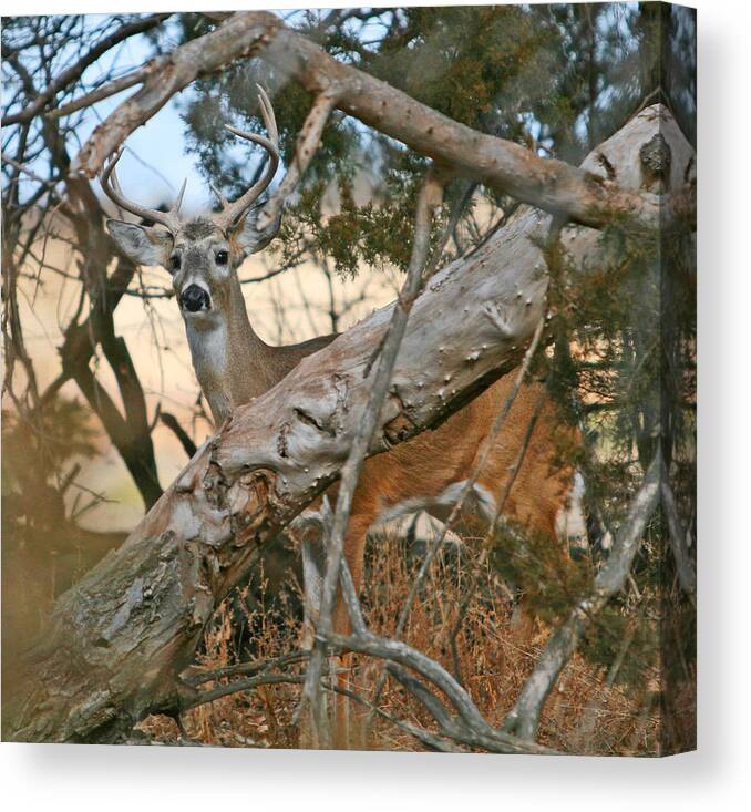 Injured Deer Canvas Print featuring the photograph Hidden Prey by Shirley Heier