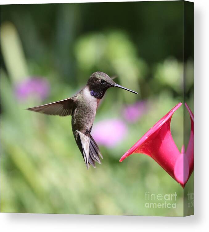 Hummingbird Canvas Print featuring the photograph High Flyer 2 by Carol Groenen