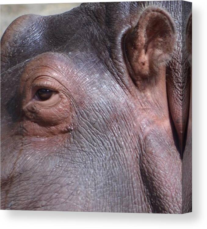  Canvas Print featuring the photograph Hippo by Natasha Taylor