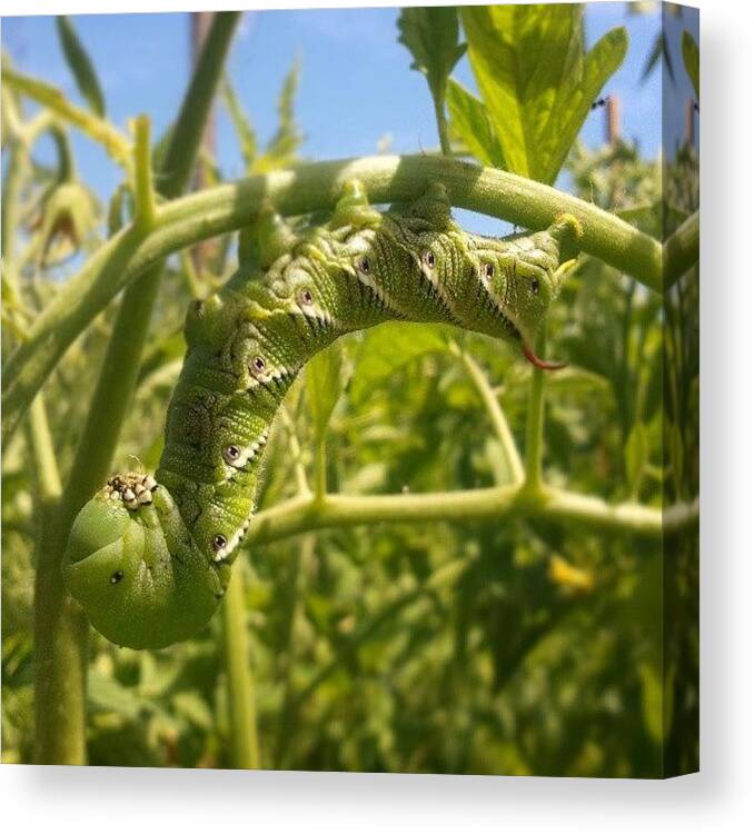 Bigworm Canvas Print featuring the photograph #hornworm #tomatobug #ugly #spike by Tracy Hager