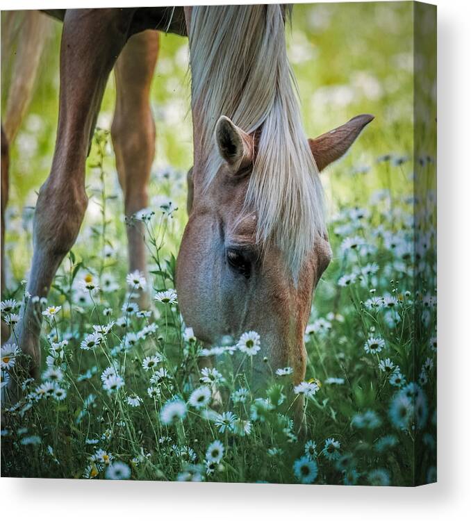 Horse Canvas Print featuring the photograph Horse and Daisies by Paul Freidlund