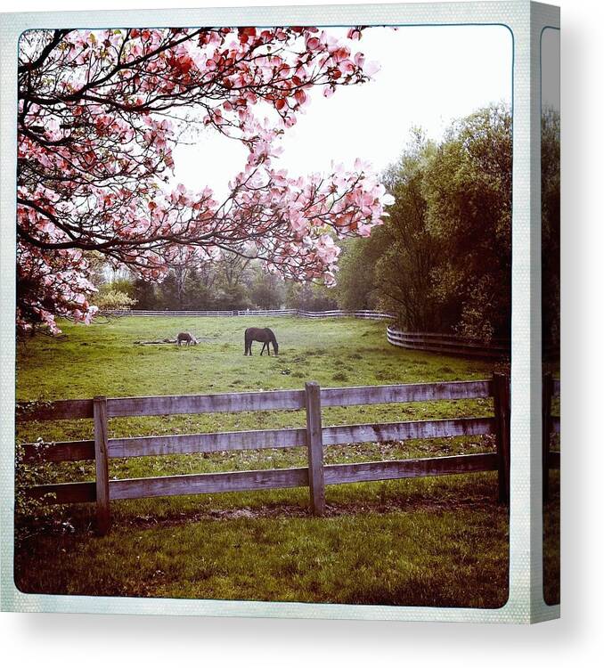 Horse Canvas Print featuring the photograph Horse Grazing In Pasture by Monica Fecke