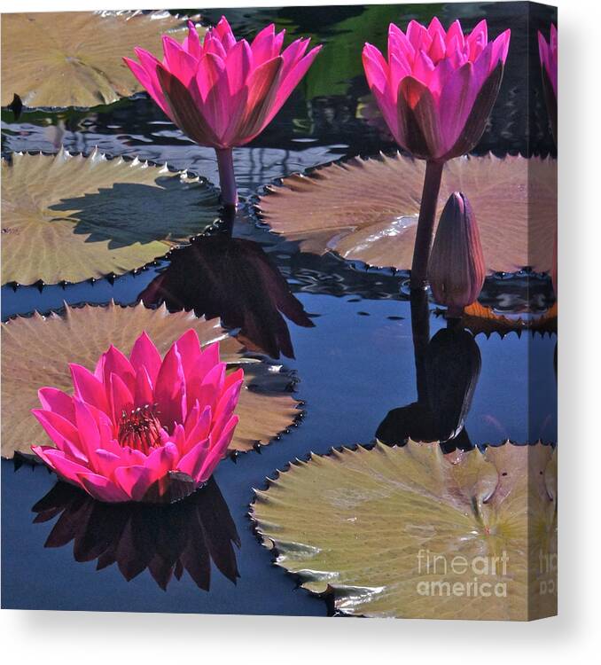 Hot Pink Canvas Print featuring the photograph Hot Pink Tropicals by Byron Varvarigos