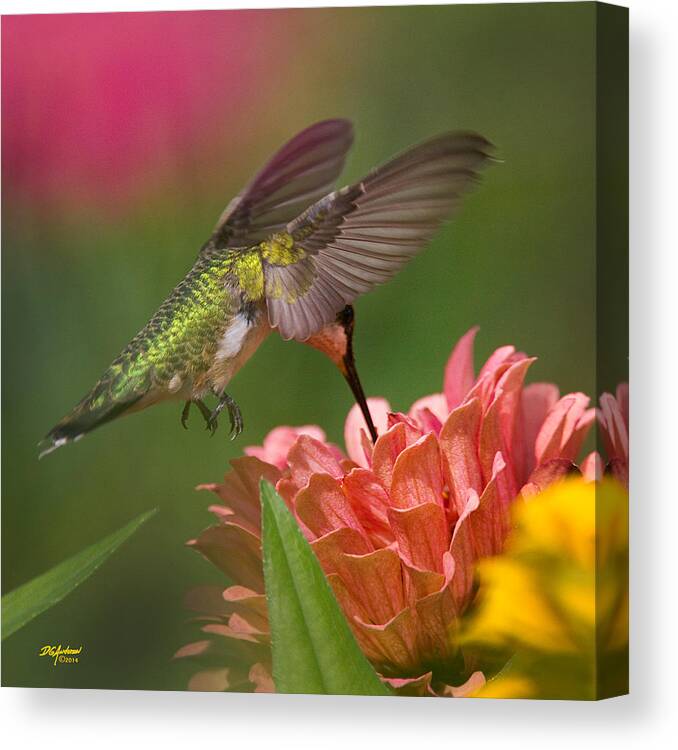 Humming Bird Canvas Print featuring the photograph Hovering Hummer by Don Anderson