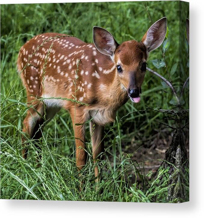 Fawn Canvas Print featuring the photograph How Rude by John Crothers