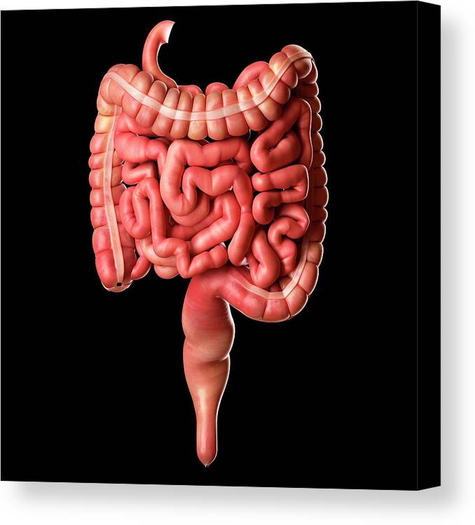 human intestines pictures