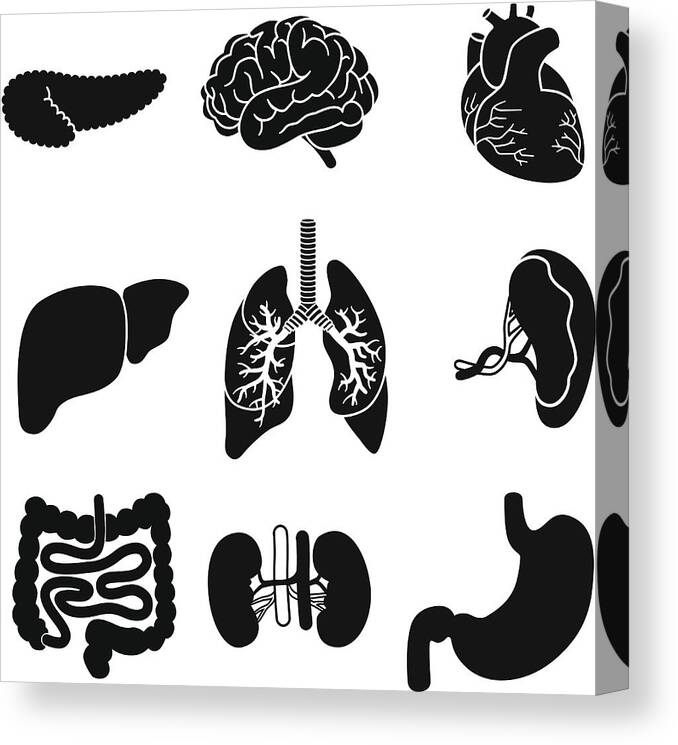 Human Lung Canvas Print featuring the drawing Human Organs by Kathykonkle