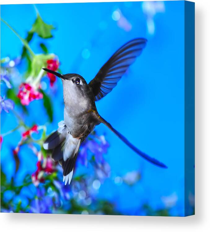 Hummer Canvas Print featuring the photograph Hummer And Flowers On Acrylic by Randall Branham