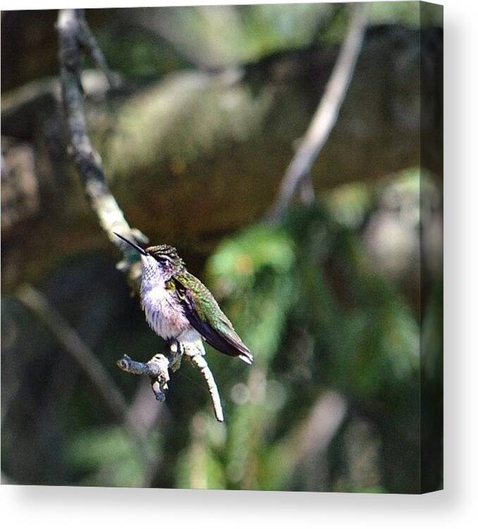 Hummingbird Canvas Print featuring the photograph Hummer At Rest Too by Penni D'Aulerio