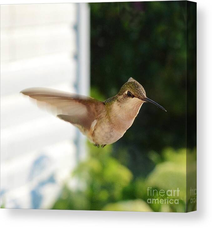 Avian Canvas Print featuring the photograph Humming Birds Eye View by Pat Davidson