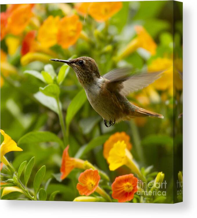 Bird Canvas Print featuring the photograph Hummingbird looking for food by Heiko Koehrer-Wagner