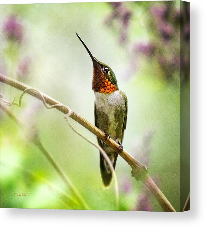 Hummingbird Canvas Print featuring the photograph Hummingbird Looking for Love Square by Christina Rollo