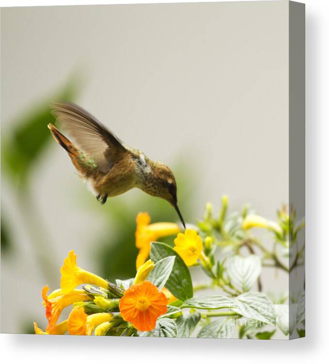 Hummingbird Canvas Print featuring the photograph Hungry Flowerbird by Heiko Koehrer-Wagner