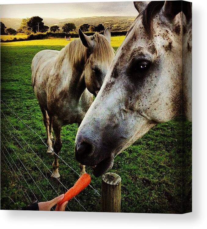 Feeding Welsh Horses Canvas Print featuring the photograph Hungry horses by Alex Nagle