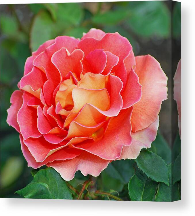 Hybrid Tea Rose Canvas Print featuring the photograph Hybrid Tea Rose by Lisa Phillips