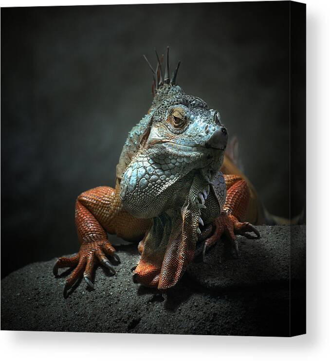 Animal Canvas Print featuring the photograph I Am The King ,.. Who Else ! by Holger Droste