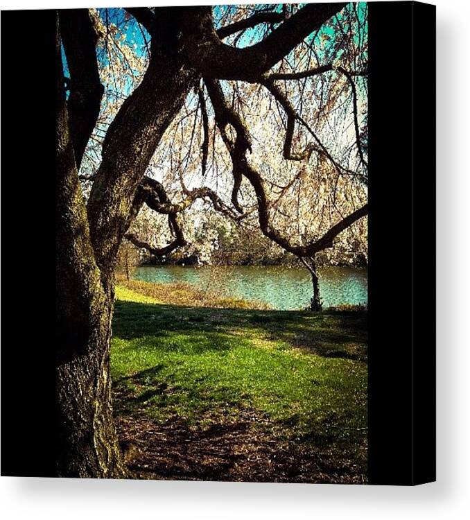  Canvas Print featuring the photograph I Couldn't Resist Stooping To Take by Marian Alleva