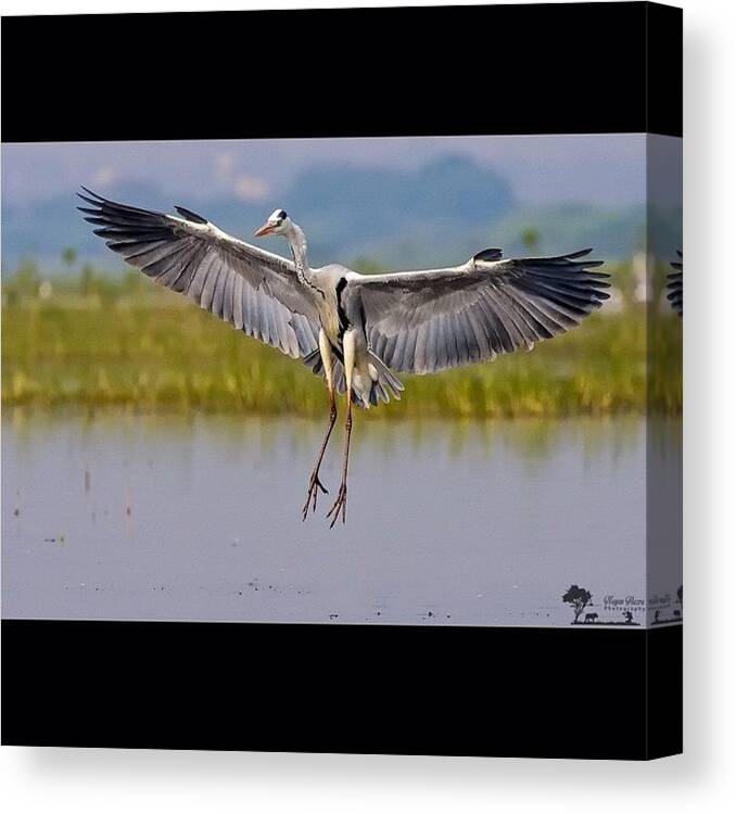 Heron Canvas Print featuring the photograph I Have Self-doubt. I Have Insecurity. I by Nayan Hazra