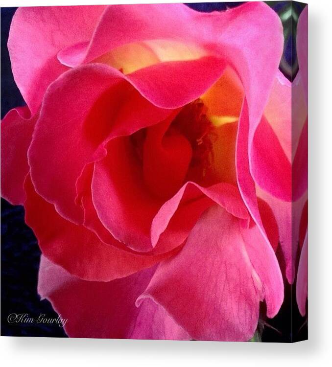 Macro_x Canvas Print featuring the photograph I Just Love The Way This Glows From The by Kim Gourlay