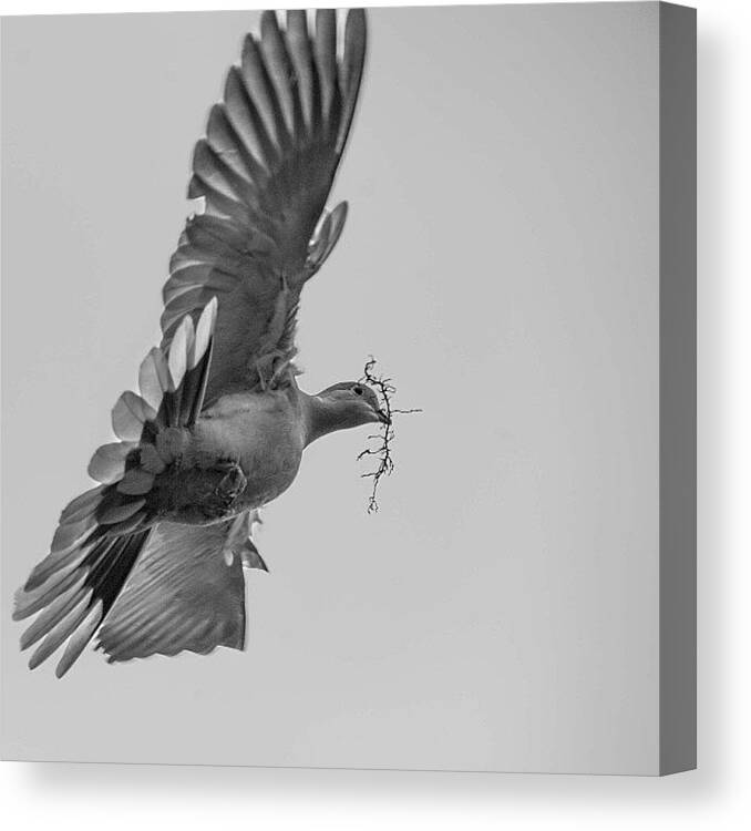  Canvas Print featuring the photograph I Know Some Predator Birds Just Steal by Andy Kleinmoedig
