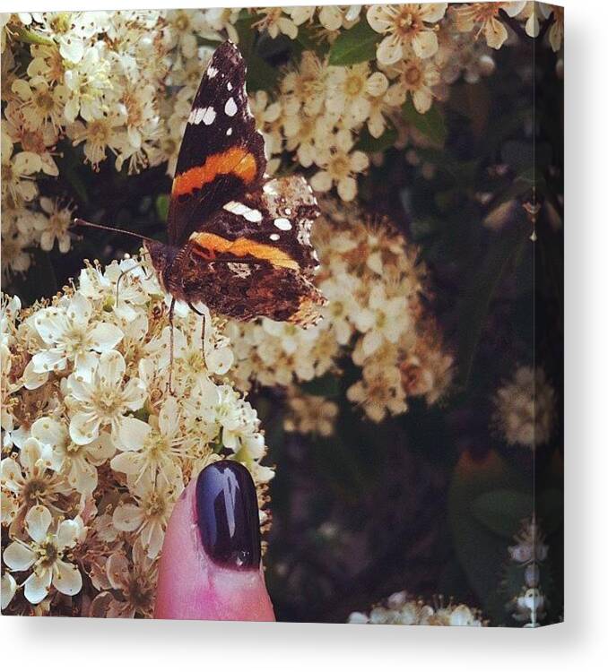 Butterfly Canvas Print featuring the photograph I Made A Buddy. But Only Because He Was by Katie Cupcakes