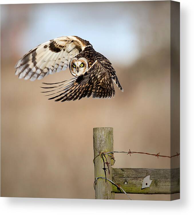 Wildlife Canvas Print featuring the photograph I See You! by Fion Wong