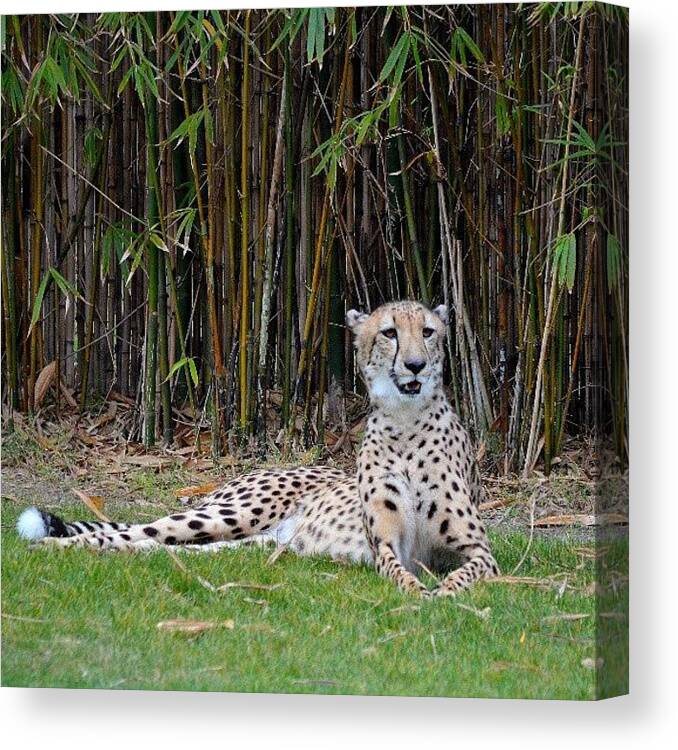  Canvas Print featuring the photograph I Think She Wanted The Other One's by Jinxi The House Cat