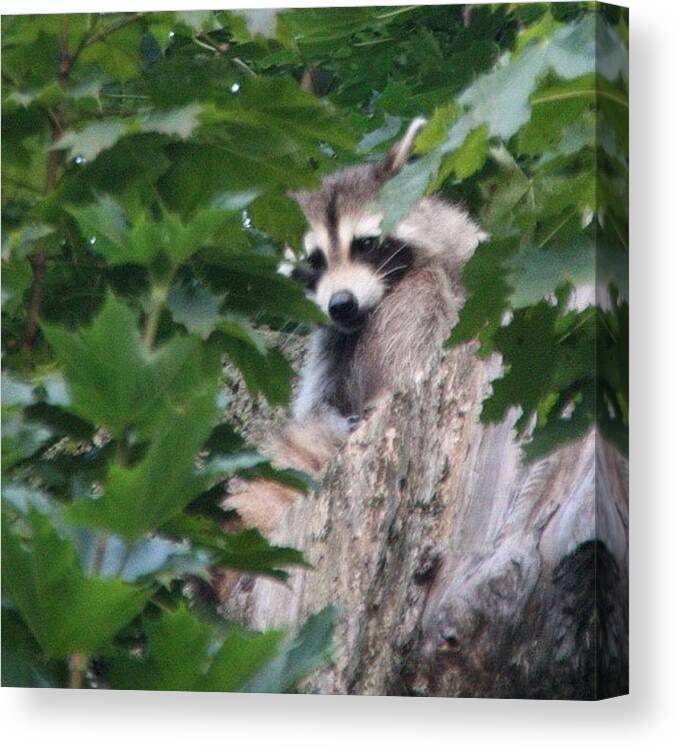 Raccoon Canvas Print featuring the photograph I Was Taken By Surprise By A Pair Of by Jan Pan