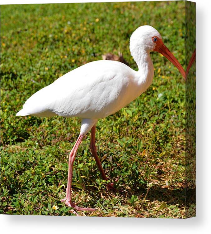 Ibis Canvas Print featuring the photograph Ibis by Doug Grey