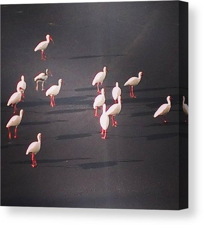 Ibis Canvas Print featuring the photograph #ibis In The Parking Lot... #birds by Gary W Norman