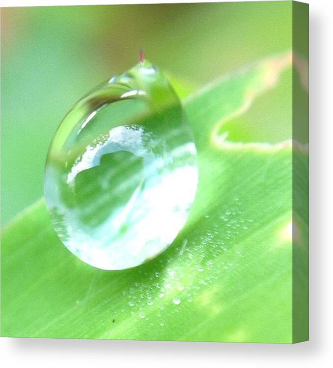 Singapore Canvas Print featuring the photograph #ic_macro #olloclip #olloclipmacro by Richard Phyo