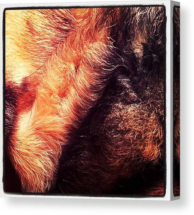 Ilovemydog Canvas Print featuring the photograph #ilovemydog #dog #germanshepherddog by Abbie Shores