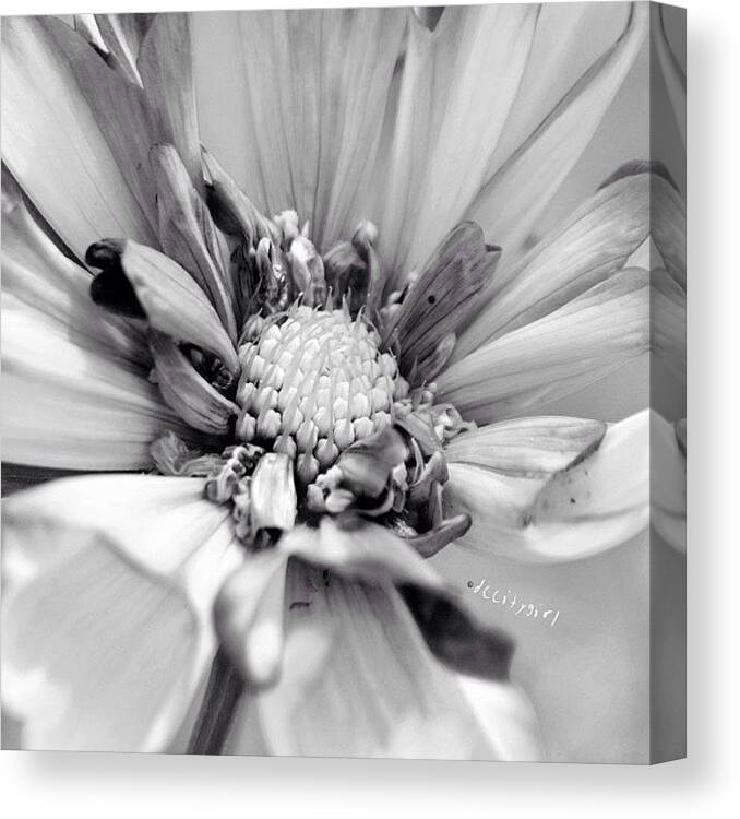  Canvas Print featuring the photograph I'm Having Fruit Salad For Dinner by Dccitygirl WDC