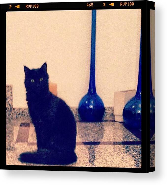 Petstagram Canvas Print featuring the photograph I'm Not A Cat Lover.... And I'm Also by Lara H